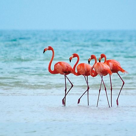 El Corazon Mexican0 Isla Holbox Екстер'єр фото